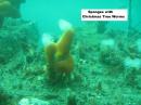 Sponges with Christmas Tree Worms